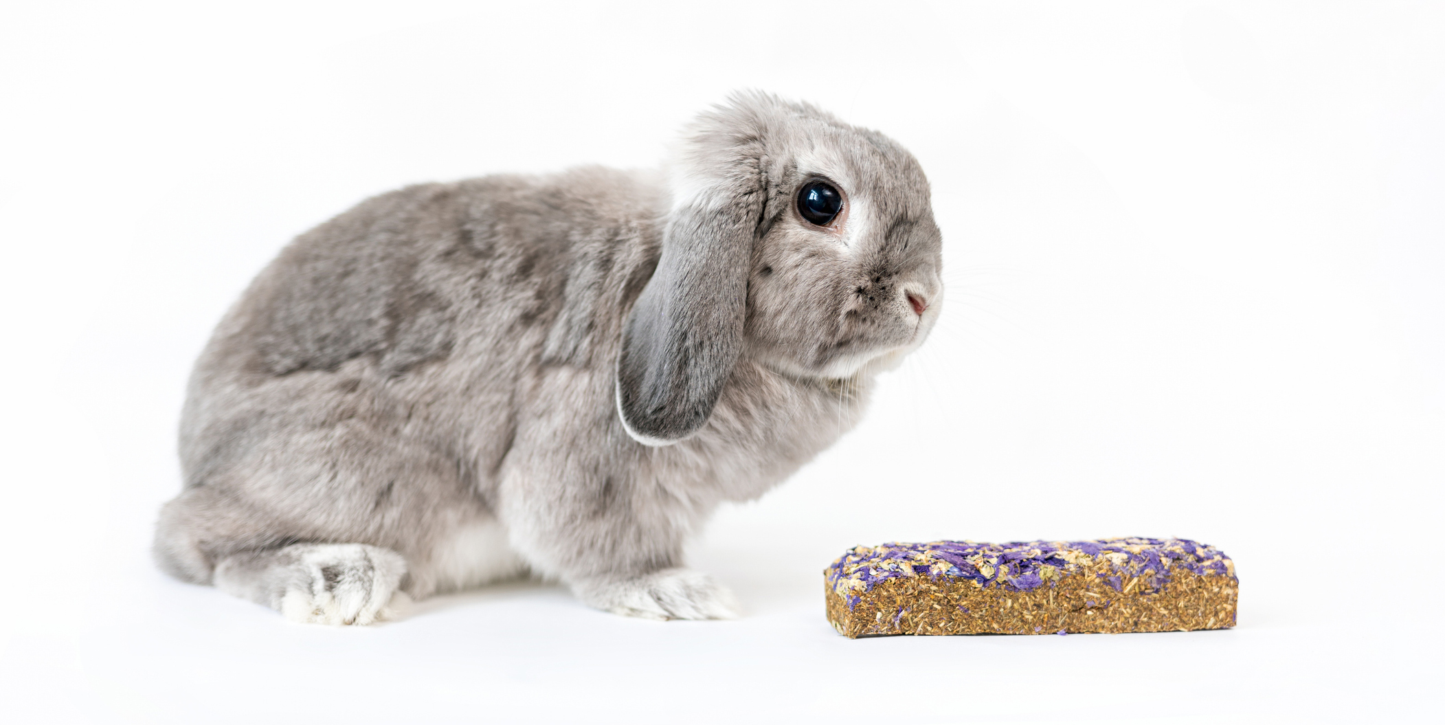 lapin avec bâtonnet